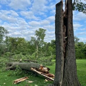 trees severed by storms