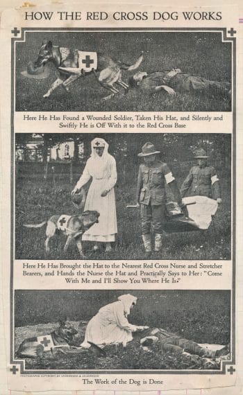 Magdalen scrapbook shows dogs serving in WWi