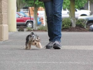 dog therapy